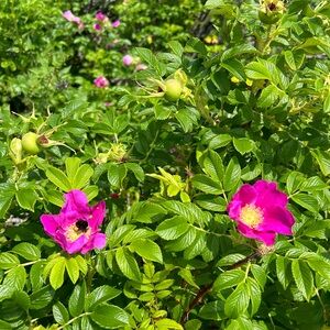 Meet your Posher, Virginia